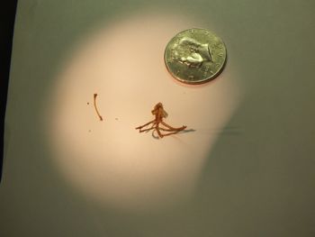 Media type: image;   Herpetology R-18364